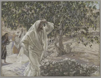 Przeklęte drzewo figowe, ilustracja z Życia naszego Pana Jezusa Chrystusa, 1886-94 (wc nad grafitem na papierze)