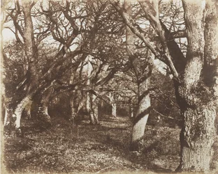 Peep w Leigh Woods, 1853-56.
