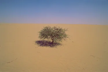 Odosobnione drzewo na pustyni w Nigrze, w Afryce. Być może "Arbre du Tenere" lub pozornie gr...