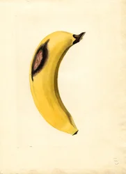 Banana (Musa) (watercolor)