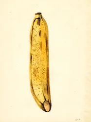 Banana (Musa) (watercolor)