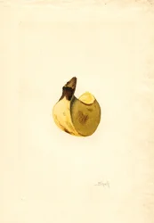 Banana (Musa) (watercolor)