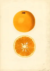 Pomarańcze Homosassa (Citrus sinensis) (akwarela)