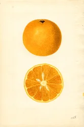 Pomarańcze z Majorki (Citrus sinensis) (akwarela)