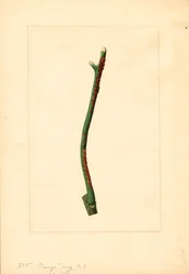 Gałązka drzewa pomarańczowego (Citrus sinensis: Valencia) (akwarela)