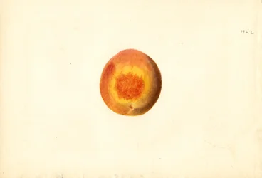 Brzoskwinia (Prunus persica: Elberta) (akwarela)
