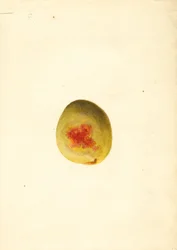 Brzoskwinia (Prunus persica: Elberta) (akwarela)