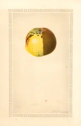 Jabłko Russet (Malus domestica) (akwarela)