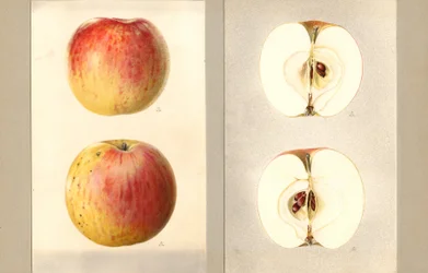 Wilson June Apples (Malus domestica) (akwarela)