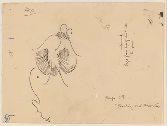 Motyl (recto); Fragment motyla (verso)