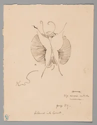 Motyl (recto); Fragment motyla (verso)