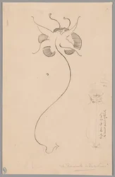 Motyl (recto); Studium motyla (verso)