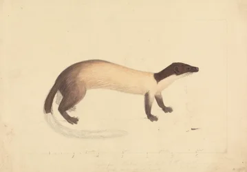 Łasica