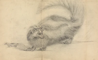 Skunks z innym skunksem w tle