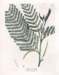 Akacja cachou lub cachoutier - Catechu, Acacia catechu. Ręcznie kolorowany miedzioryt z ilustracji botanicznej autorstwa Jamesa Sowerby