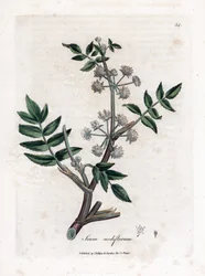 Ache false watercress - Pełzający pasternak wodny, Sium nodiflorum. Ręcznie kolorowany miedzioryt z ilustracji botanicznej autorstwa Jamesa Sowerby