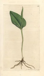 Język żmii, Ophioglossum vulgatum (Ophioglossum) Odręczny miedzioryt według ilustracji Jamesa Sowerby