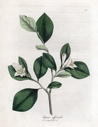 Aliboufier - Storax, Styrax officinalis. Ręcznie kolorowany miedzioryt z ilustracji botanicznej autorstwa Jamesa Sowerby
