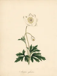 Zawilec wiertła - Zawilec przebiśnieg, Anemone sylvestris. Zaczerpnięte z ilustracji Jamesa Sowerby