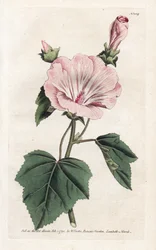 Roczna purpurowa lub kwartalna lavater - litografia Jamesa Sowerby