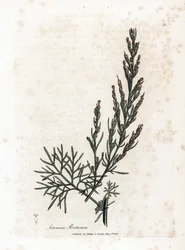 Aurone lub trawa cytrynowa lub trawa cytrynowa sagebrush - Southernwood, Artemisia abrotanum. Ręcznie kolorowany miedzioryt z ilustracji botanicznej autorstwa Jamesa Sowerby
