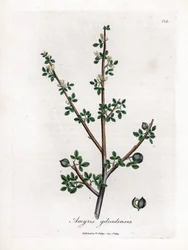Balsam Mekki lub Balsam Galaad - Balsam Mekki, Commiphora gileadensis. Ręcznie kolorowany miedzioryt z ilustracji botanicznej autorstwa Jamesa Sowerby