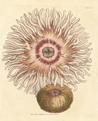 Zawilec paciorkowy, Actinia equina. Miedzioryt ręcznie barwiony autorstwa Jamesa Sowerby