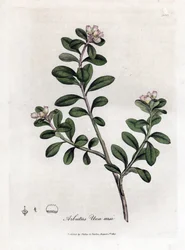 Niedźwiedź winogronowy lub mącznica lekarska - Trailing Arbutus lub mącznica lekarska, Arctostaphylos uva-ursi. Ręcznie kolorowany miedzioryt z ilustracji botanicznej autorstwa Jamesa Sowerby
