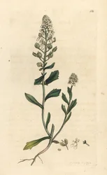 Gorzki candytuft, Iberis amara. Miedzioryt ręcznie kolorowany według ilustracji autorstwa Jamesa Sowerby
