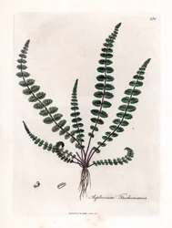 Czarna doradilla lub fałszywa kapilara (paproć) - Paproć miłorzębu włoskiego lub śledziona, Asplenium trichomanes. Ręcznie kolorowany miedzioryt z ilustracji botanicznej autorstwa Jamesa Sowerby