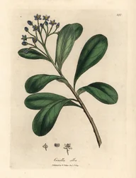 Canella o niebieskich kwiatach i liściach laurowych, Canella alba, Canella winterana