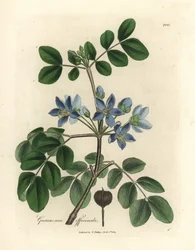 Guaiacum officinale o niebieskich kwiatach
