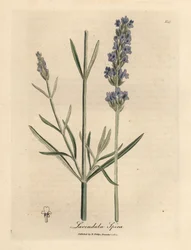 Niebiesko kwitnąca lawenda, Lavandula spica