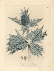 Holly o niebieskich kwiatach lub eryngo, Eryngium maritinum