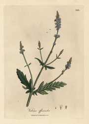 Verbena flor azul, esmalte Verbena officinalis