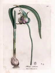 Tablica botaniczna: Uprawa czosnku (Allium sativum) przedstawiająca cebulkę, liście i fioletowe kwiaty. Miedzioryt ręcznie kolorowany na podstawie ilustracji autorstwa Jamesa Sowerby