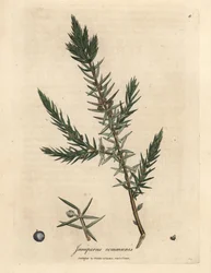 Gałąź i jagody jałowca pospolitego, Juniperus communis