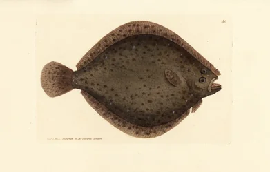 Nagład lub latawiec, Scophthalmus rhombus (Pleuronectes rhombus). Miedzioryt ręcznie barwiony autorstwa Jamesa Sowerby