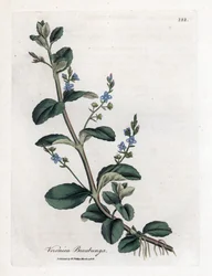Przetacznik Brooklime, Veronica beccabunga. Ręcznie kolorowany miedzioryt z ilustracji botanicznej autorstwa Jamesa Sowerby