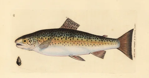 Pstrąg potokowy, Salmo trutta fario (Pstrąg Gillaroo, Salmo fario). Miedzioryt ręcznie barwiony autorstwa Jamesa Sowerby