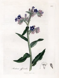 Bugloss officinale - Bugloss, Anchusa officinalis. Ręcznie kolorowany miedzioryt z ilustracji botanicznej autorstwa Jamesa Sowerby