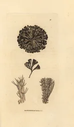 Bugulina avicularia (Flustra avicularis). Miedzioryt ręcznie barwiony autorstwa Jamesa Sowerby