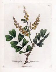 Drewno Campeche lub Campeche - Logwood, Haematoxylum campechianum. Ręcznie kolorowany miedzioryt z ilustracji botanicznej autorstwa Jamesa Sowerby