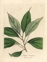 Drzewo kamforowe, Laurus camphora