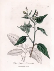 Cascarille officinale lub miękkie lub sztuczne drewno quinquina - Cascarilla, Croton (Clutia) eluteria. Ręcznie kolorowany miedzioryt z ilustracji botanicznej Jamesa Sowerby