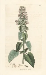 Kocimiętka, Nepeta cataria (cataire) Odręczny miedzioryt według ilustracji Jamesa Sowerby
