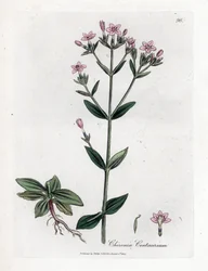 Centauree Chironia - Centaury, Chironia centaurium. Ręcznie kolorowany miedzioryt z ilustracji botanicznej autorstwa Jamesa Sowerby