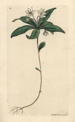 Chickweed winter-green, Lysimachia europaea (Trientalis europaea) (Trientale d