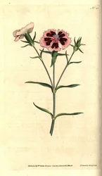 Goździk chiński - chiński różowy lub indyjski różowy, Dianthus chinensis. Ręcznie grawerowany miedzioryt i ilustracja botaniczna autorstwa Jamesa Sowerby