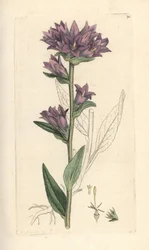Dzwonek skupiony, Campanula glomerata (Campanule agglomeree) Ręcznie kolorowany miedzioryt według ilustracji Jamesa Sowerby